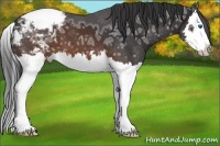 Horse Color:Brown Ice Splash Appaloosa 