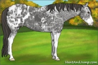 Horse Color:Liver Chestnut Ice Sabino Near Leopard 