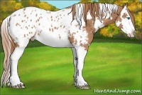 Horse Color:White Spotted Chestnut Splash Near Leopard 