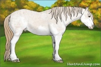 Horse Color:Chestnut Ice Sabino Splash Appaloosa