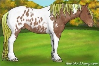 Horse Color:Painted Chestnut Tobiano Appaloosa 