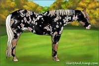 Horse Color:Chestnut Sabino Splash Near Leopard 