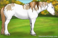 Horse Color:Painted White Spotted Bay Dun Splash