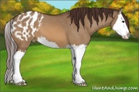 Horse Color:Bay Dun Sabino Splash Appaloosa 