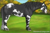 Horse Color:Black Splash Appaloosa 