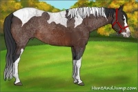 Horse Color:Bay Splash Tobiano