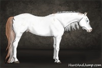 Horse Color:Smoky Grullo Pearl Sabino Appaloosa Rabicano 