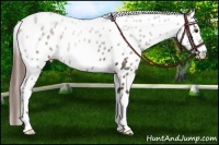 Horse Color:Liver Chestnut Leopard 
