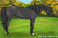 Horse Color:Blue Roan 