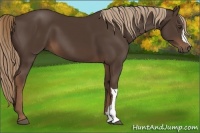 Horse Color:Liver Chestnut 