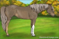 Horse Color:Chocolate Palomino 