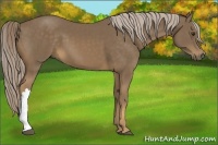 Horse Color:Chocolate Palomino 