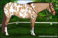 Horse Color:Bay Dun Appaloosa 