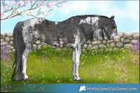 Horse Color:Brown Sabino Tobiano  and Black Sabino Tobiano 