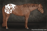 Horse Color:Chestnut Appaloosa 