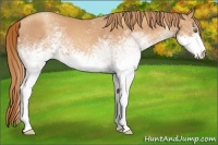 Horse Color:White Spotted Gold Champagne Rabicano 