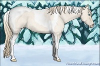 Horse Color:Perlino Roan Tobiano 