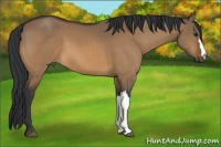 Horse Color:Bay Dun