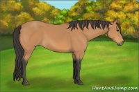 Horse Color:Buckskin 