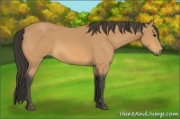 Horse Color:Buckskin 