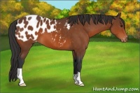 Horse Color:Bay Appaloosa