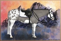 Horse Color:Grullo Splash Appaloosa 