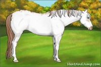 Horse Color:White Spotted Red Dun Frame Appaloosa