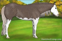Horse Color:Silver Black Sabino Splash