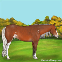 Horse Color:Silver Brown Sabino 