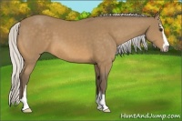 Horse Color:Silver Buckskin Sabino 