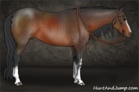 Horse Color:White Spotted Brown Rabicano