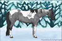 Horse Color:Blue Roan Tobiano 