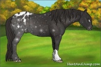 Horse Color:Liver Chestnut Appaloosa 