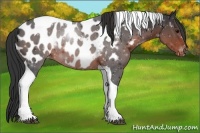 Horse Color:Brown Tobiano Appaloosa