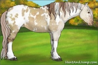Horse Color:White Spotted Liver Red Dun Appaloosa 