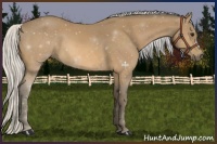 Horse Color:Silver Buckskin 