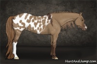 Horse Color:Liver Red Dun Appaloosa 