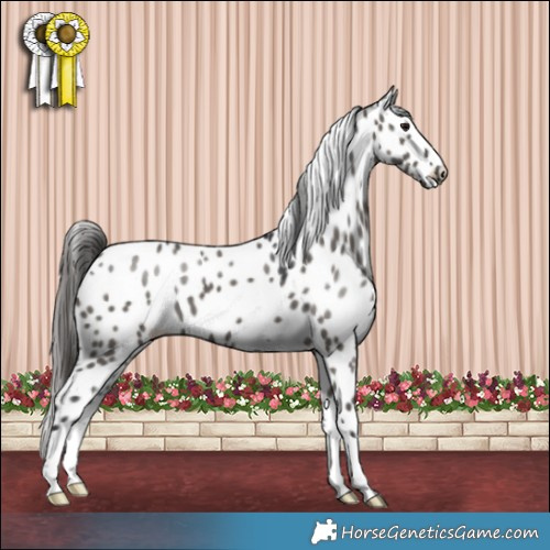 Horse Color:Grullo Appaloosa 