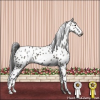 Horse Color:Grullo Appaloosa