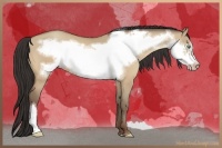 Horse Color:Sable Champagne Dun Frame 