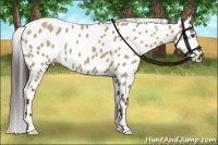Horse Color:Liver Red Dun Appaloosa Rabicano Brindle