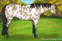 Horse Color:Bay Dun Near Leopard 