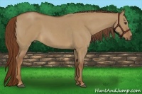 Horse Color:Red Dun Roan 