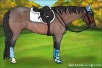 Horse Color:Bay Roan 