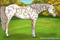 Horse Color:Palomino Near Leopard