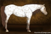 Horse Color:Classic Champagne Dun Appaloosa 