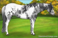 Horse Color:White Spotted Black Splash Tobiano Frame Appaloosa 