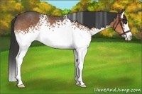Horse Color:White Spotted Buckskin Splash Rabicano