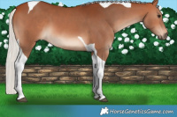 Horse Color:Silver Bay Tobiano