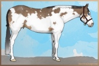 Horse Color:White Spotted Bay Splash Frame Rabicano